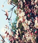 Vintage Style Bloom
