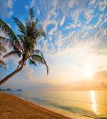 Exotic Sandy Beach Palm Tree