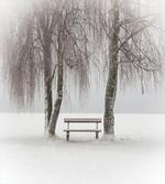 Bench Trees Snowflakes