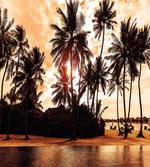 Ocean Sea Love Palms