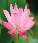Lotus Lily Blossom artwork