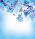 Orchids Nature