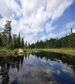 Forest River Scenery