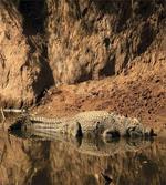 Crocodile Hunt in Wild
