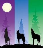 Wolf at Night Howling