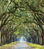 Serene Pathway Trekking