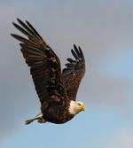 Hunter Bird in Open Sky