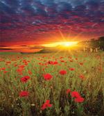 Meadow Poppies Sky