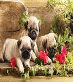 Sibling Puppies Flowers
