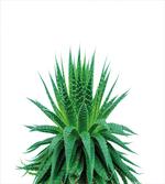 Vibrant Aloe Vera