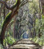 Road in Forest Carolina