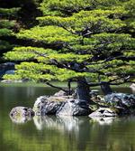 Pine Tree in Lake