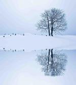 Lonely Tree in Winter