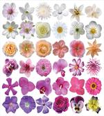 Flowers Petunia Botanic