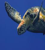Sea Animal Swimming