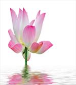 Lotus in Water