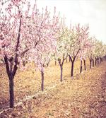 Pastel Idyllic Motif