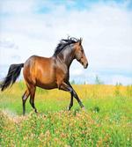 Horse Rural Flowers