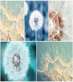 Dandelions Nature
