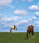 Horses Grazing Meadow