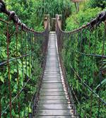 Rope Bridge in a Rainforest