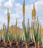Aloe Vera Plantation