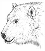 Polar Bear Face Sketchy