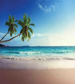 Scenic Island View Trees