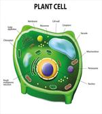 Cell Biology Plant