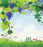 Rural Countryside Grapes