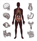 Organs Infographic Image artwork