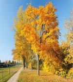 Maple Trees Countryside
