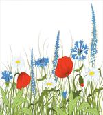 Bloomed Poppy Flowers
