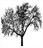 Bare Branches Silhouette Art