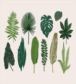 Vintage Botanic Image