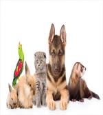 Bunnies Cat Dog and Ferret