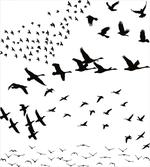 Monochrome Flying Birds