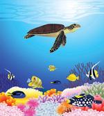 Aquatic Fauna Corals
