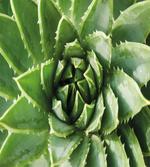 Green Leaf Exotic Mexico