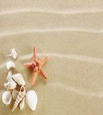 Exotic Seashells with Sand artwork