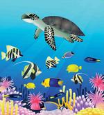 Sea Turtle Coral Reef