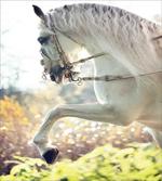 Horse on a Blurry Back