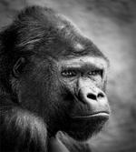 Close up Orangutan Portrait