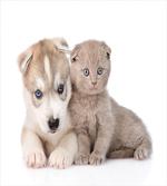 Cuddling Animals