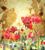 Poppy Blossoms Countryside
