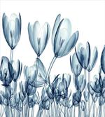 Flower X-Ray Picture
