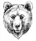 Grizzly Bear Ink Sketch