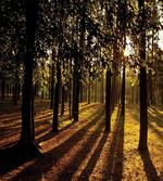 Summertime Forest Tree artwork