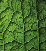 Forest Tree Leaf Texture