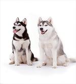Furry Doggies